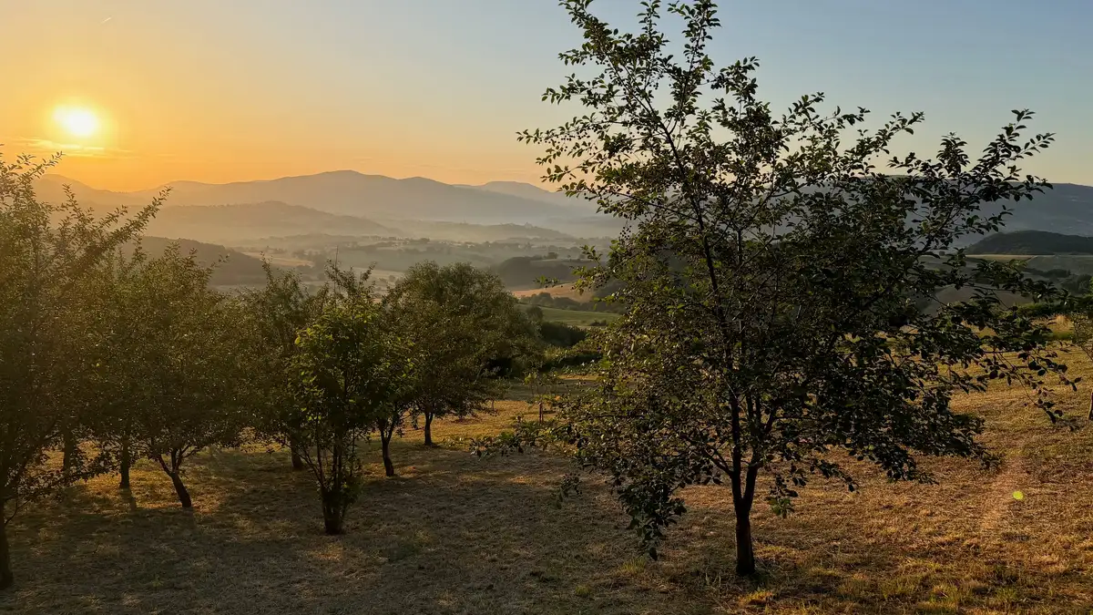 Le colline coltivate all'ora dorata