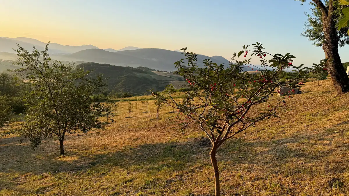 Filari di alberi sulle colline delle Marche